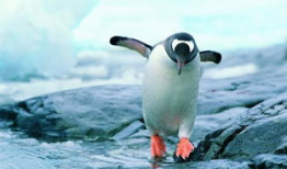 企鹅吃瓜爆料是真的吗,真相揭秘，是真是假？