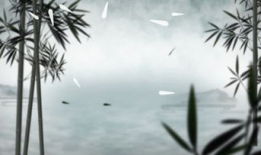 竹子视频,探寻自然之美，感受生命力量